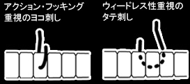 アクション・フッキング重視のヨコ刺し　ウィードレス性重視のタテ刺し